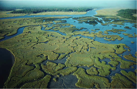 Overhead view of the Everglades