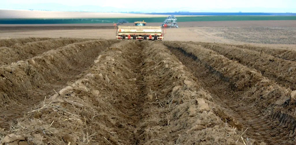 Potato planting machine in field